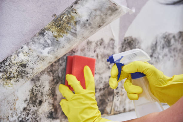 Best Basement Mold Removal  in Ogden Dunes, IN